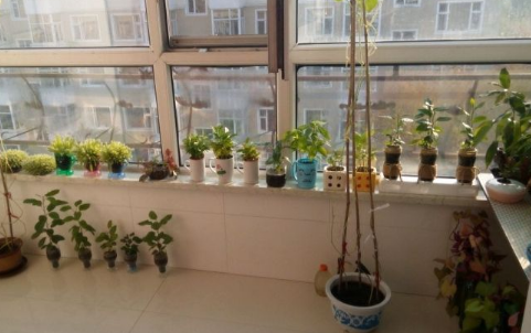 春天摆放绿色植物有哪些讲究 易经风水