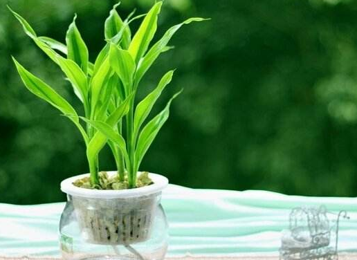 办公室的五大吉祥风水植物 易经风水